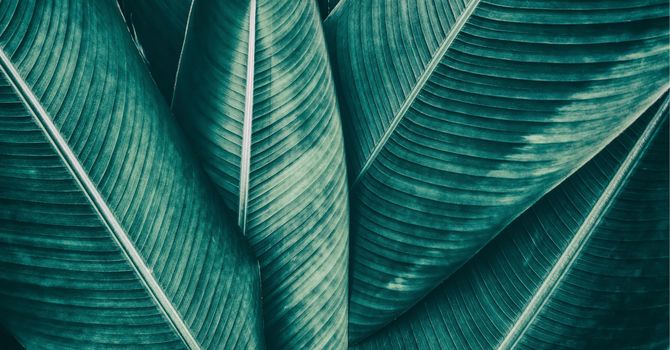 Permanent Makeup Artist